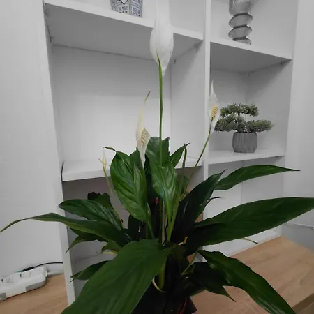 Appartement Bevis -2